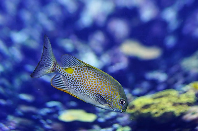 What Is Aquarium Trap Fishing?
